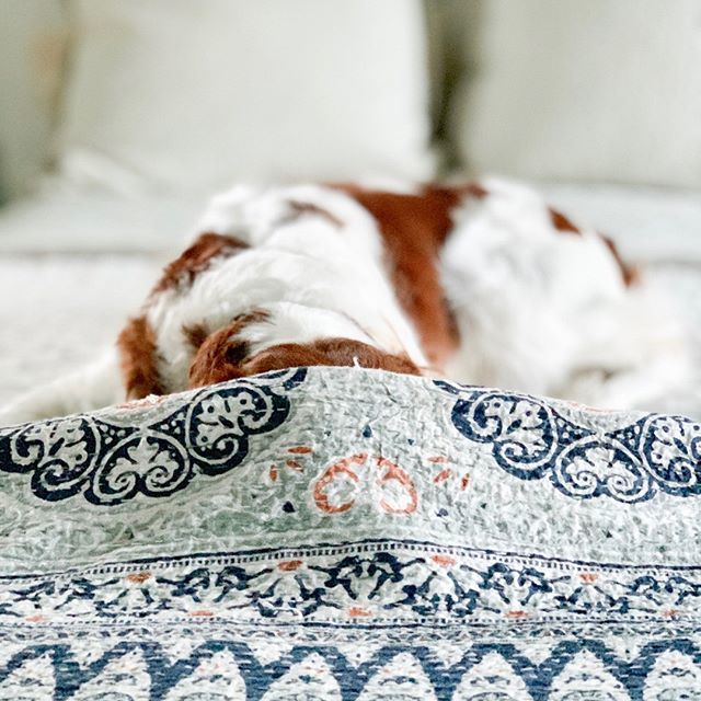 carrieeckert's tweet photo. Hide and seek!⁠
. . .⁠
.⁠
I'm excited to get back home to this quirky guy tomorrow. He's had a rough summer but is much better now that he's reunited with two of his human family members. I have a few more holistic remedies up my sleeve to get him co… https://t.co/iP910iCqLY https://t.co/rxaXFQOGmA