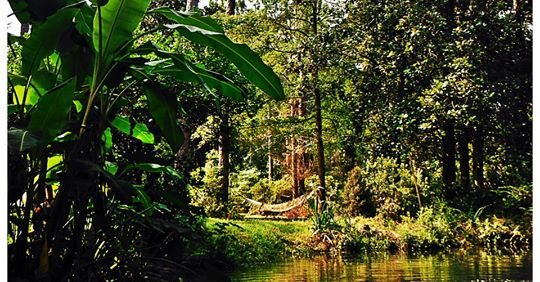 beachnriver's tweet photo. BeachnRiver --- livin' "green" https://t.co/QNQyAORg4r