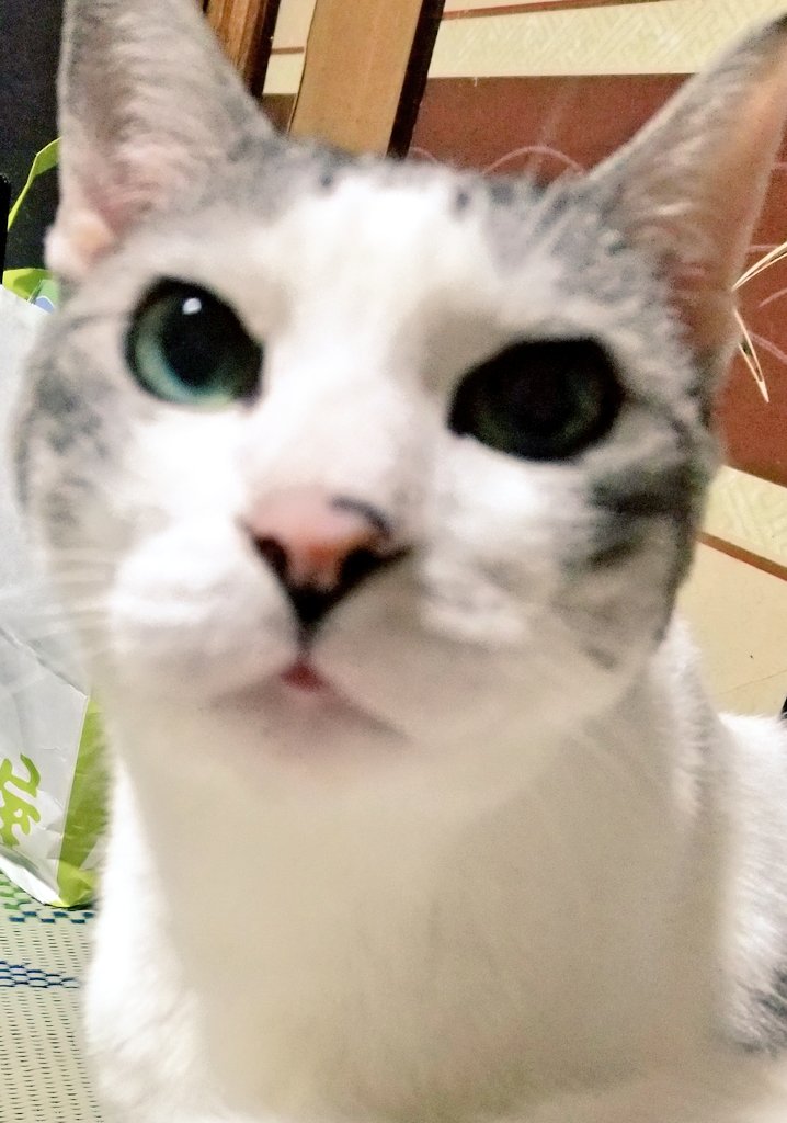 Cat07Kitty's tweet photo. 昨日は、会社のビアガーデン🍺があり久しぶりに飲めました。😃以前、感謝祭の時のカクテル🍸兼続様のカクテルと、景勝様のカクテル🍸飲めました。😃また、飲みたいなぁ？😃😊
#cafeARB 
#やまがた愛の武将隊 
#直江兼続
#上杉景勝 
#cat https://t.co/T7KtkOqm4F