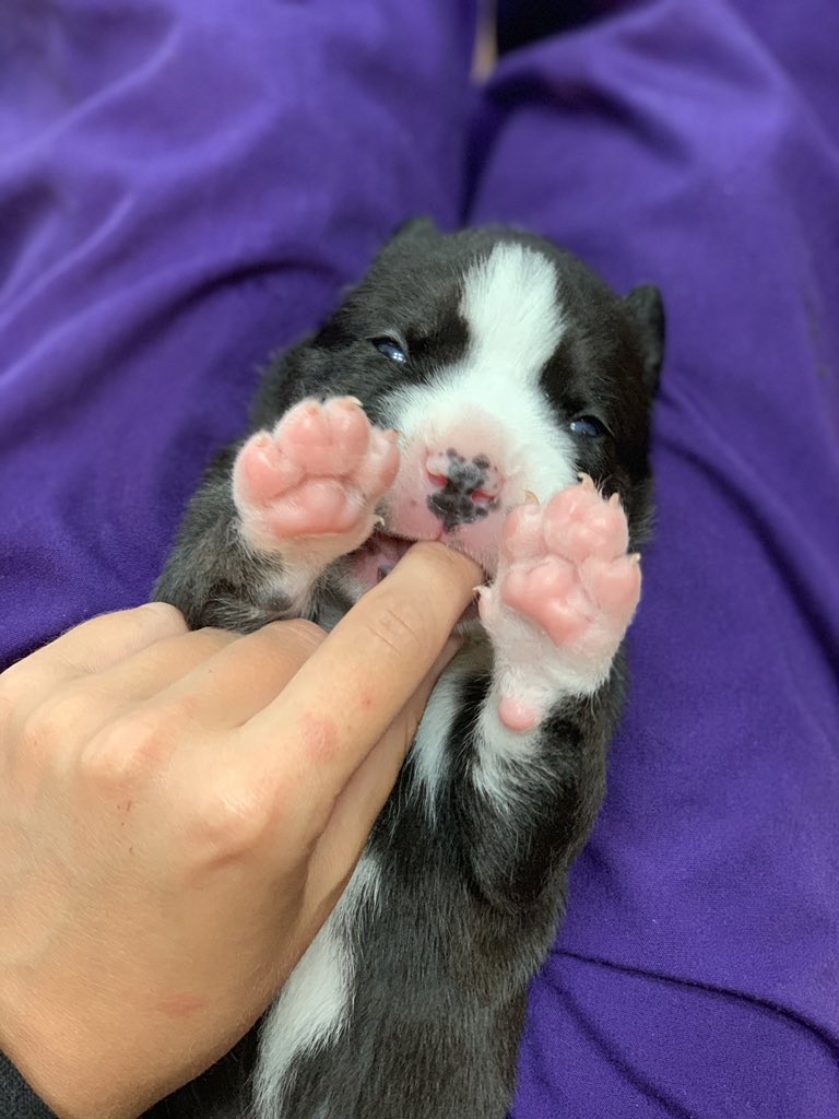 Open eyes the color of skies 💙 #rescue #AdoptDontShop