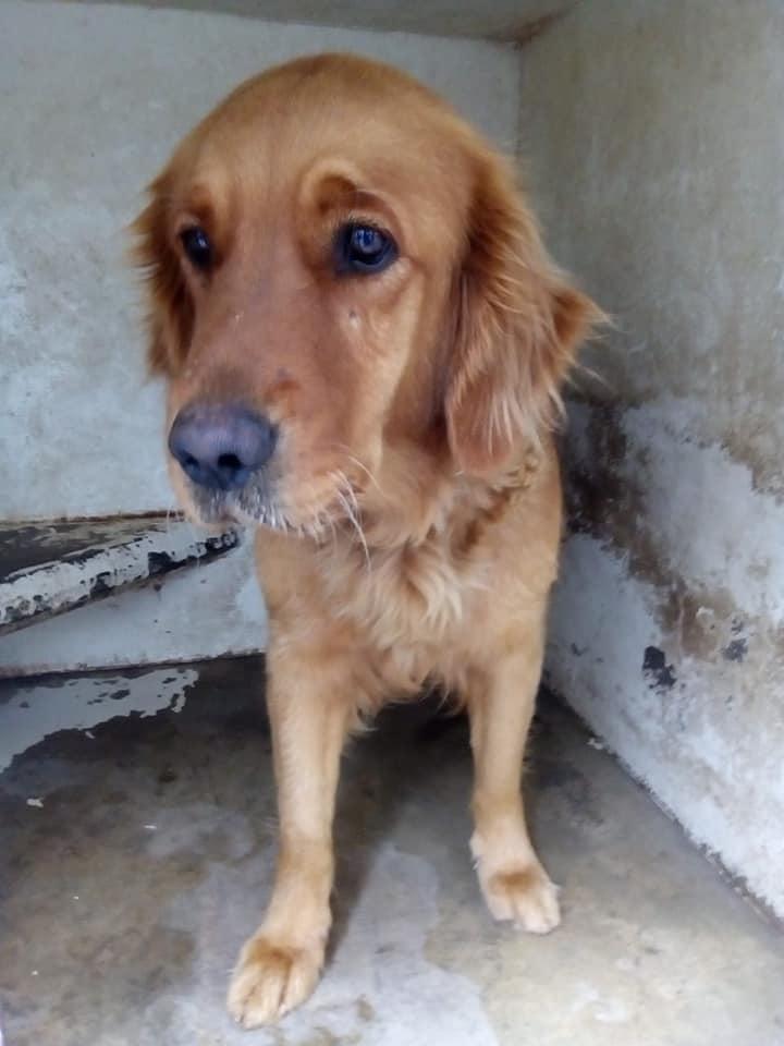 rcancino's tweet photo. Su miserable familia acaba de abandonar a estos hermanitos (nene y nena de 5 años aprox) en el Centro de Control Canino de la Alcaldía Magdalena Contreras...!!!🤬🤬🤬🤬🤬🤬🤬🤬
Urgen adoptantes..!!!
Son súper nobles.... 😢
Aún no entienden porqué están en esas jaulas... 😭 https://t.co/kyVgJJt1VL