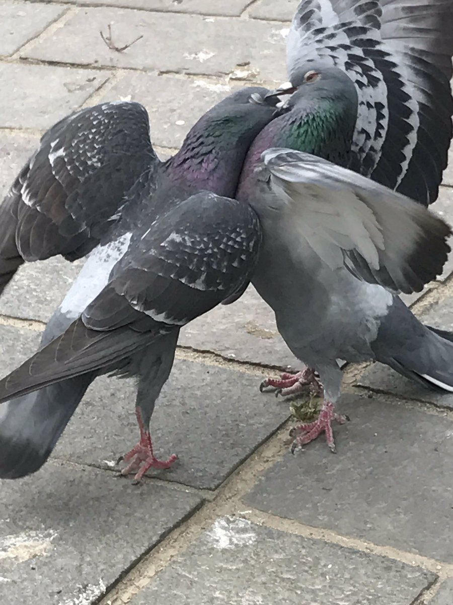 【もう喧嘩にならない】鳩ビーム&鳩ホルダー Amazon.co.jp: 鳥よけ 鳩よけ 高強度反射 撃退 鳥対策グッズ