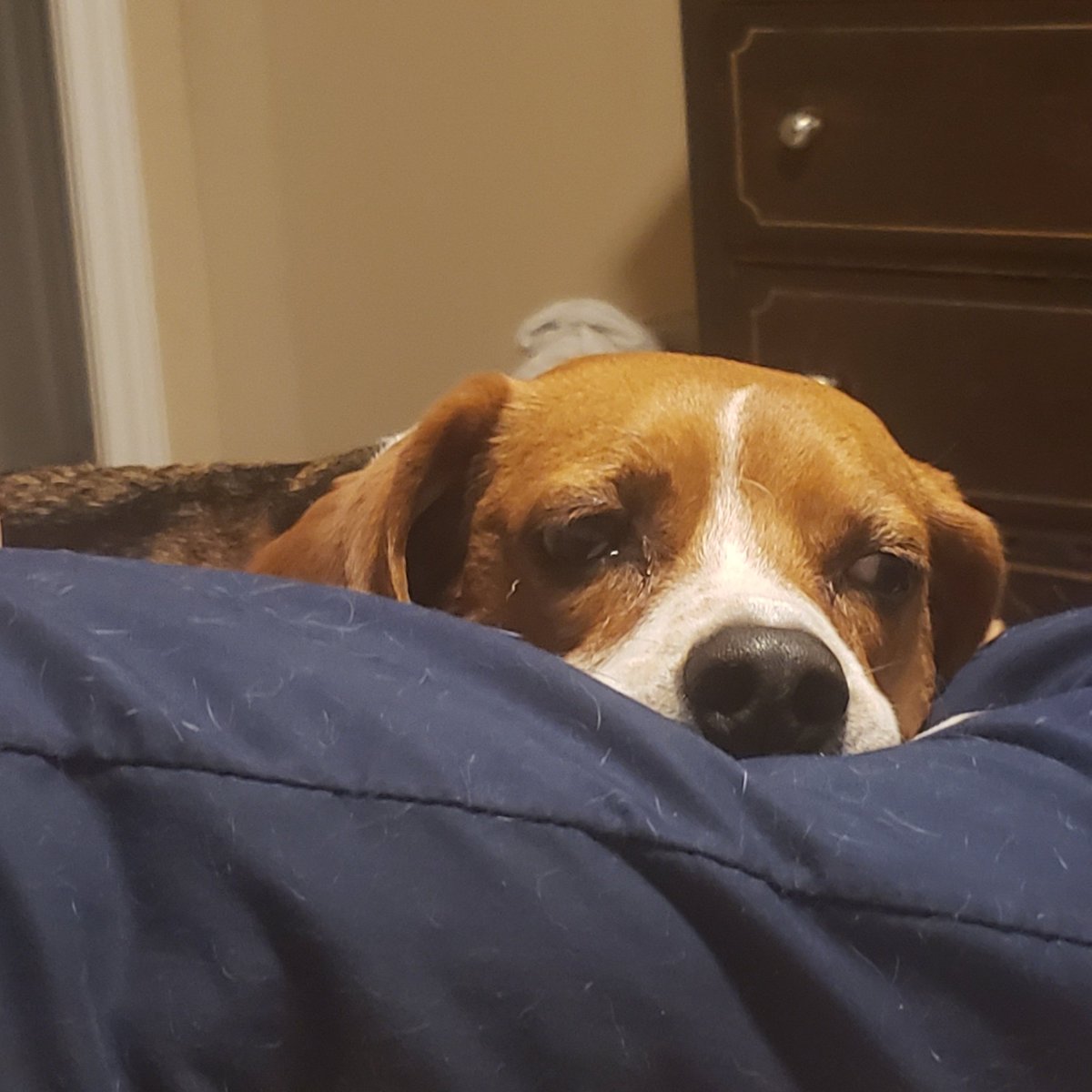 BeagleFiles's tweet photo. Is the heat of summer over yet?

-Beemo

#beagle #beagles #dogsoftwitter #dogs #doglovers #beaglesoftwitter https://t.co/kIk2i35SdK