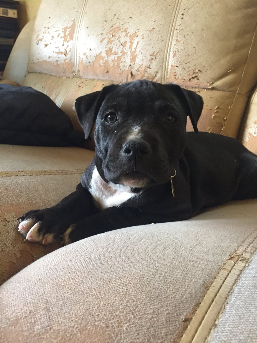 willrank13's tweet photo. Say hi to Rico! https://t.co/FVmE7XL2HX