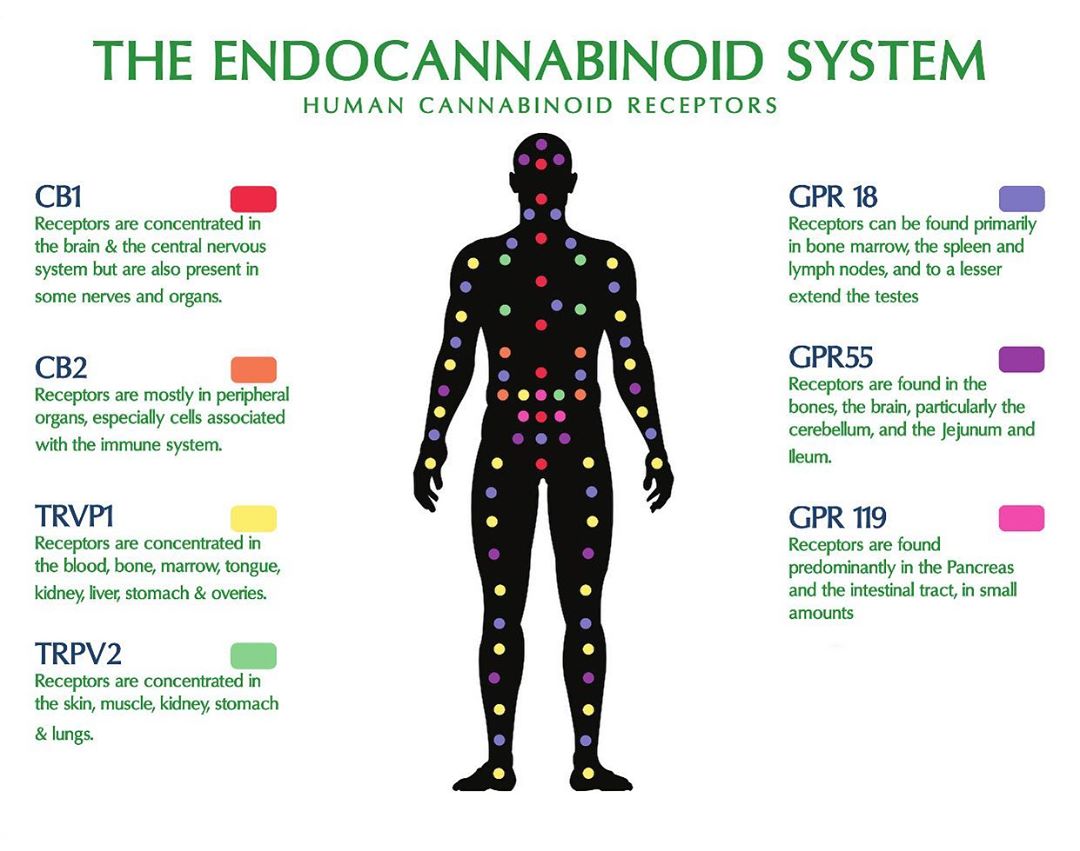 choice_cbd's tweet photo. How #CBD helps your whole body.
@cbdeducate via Instagram https://t.co/hENCFMGz5k