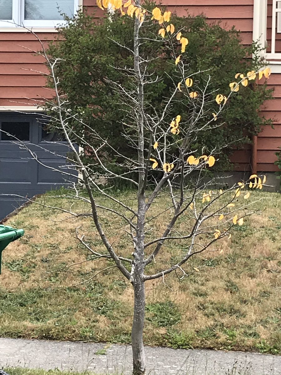 seattlelorax's tweet photo. @SeattleAquarium This is me, when my #Seattle neighbors won’t water their planting strip trees.  If you believe community is important show some love for trees that give back to everyone equally.  #PublicTrees https://t.co/2sLiZLjmG7