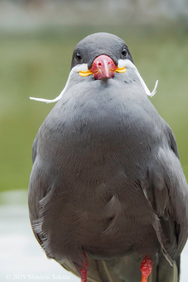 インカアジサシさんバストアップでの撮影証明写真のように正面でカメラ目線をくれましたよ。