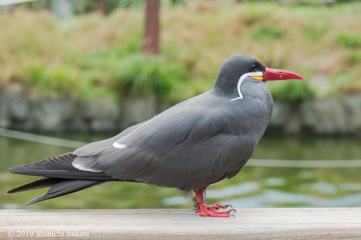 真横からのインカアジサシさん。尾羽まですっと流れるようなフォルムが素敵ですよね。