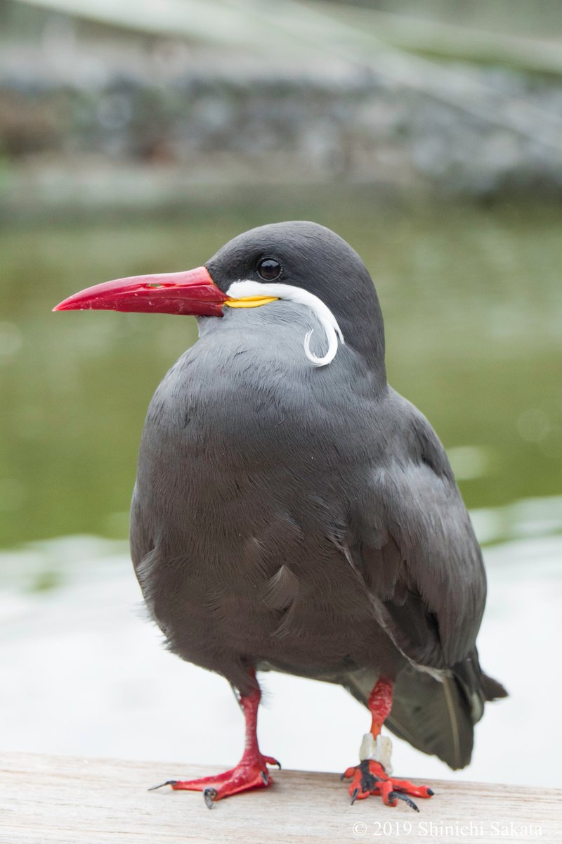 インカアジサシさんの横顔。お髭のような飾り羽がくるるん。可愛いですよね。