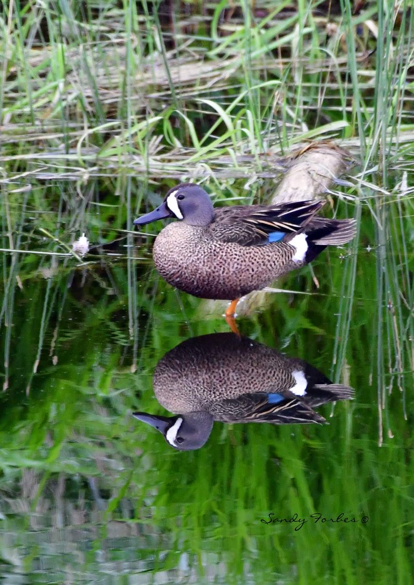 #NaturePhotoContest Photos for submission to contest #albertawildlife