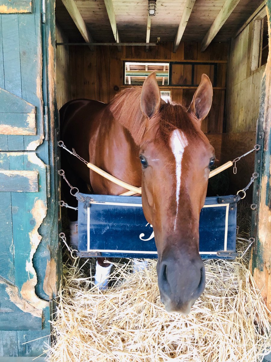 InnovationDavis's tweet photo. Hot hot streak for client @kenneallyracing with 2yos winning 5 of 6 MSWs FIRST TIME OUT and the 6th finishing second! Best to this boy "Noose" running in the Saratoga Special tomorrow. #kenneallyracing #juveniles #Saratoga #thespa @clk0417 @kllywhlr https://t.co/L6T5gbMpii