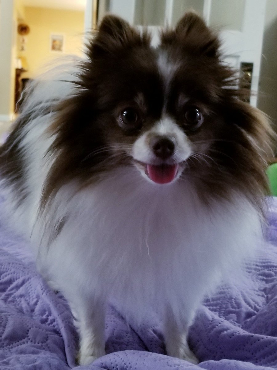 thepurplepom's tweet photo. Pretty Kaiya π
#lovepoms #lovedogs #ilovemydog #dogsofinstagram #doglover #pomeranianlover #pomeranian #ilovedogs #pomlife #pomsoftwitter https://t.co/3DG3ko1pZ1