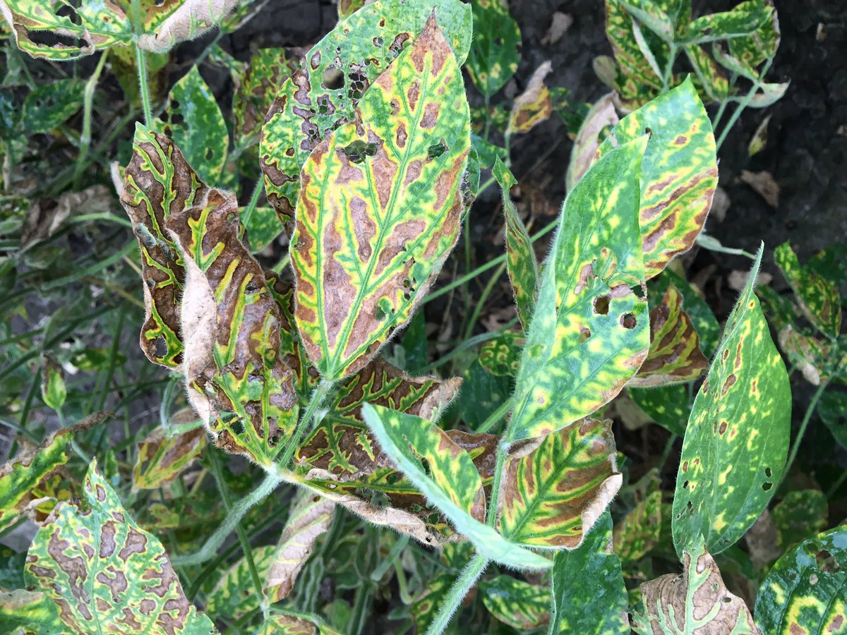 markjeschke's tweet photo. I’ve got some old soybean varieties from the 70s in my plots this year. They’re easy to spot because they’re the only ones full of SDS. https://t.co/gjXSadr1TS