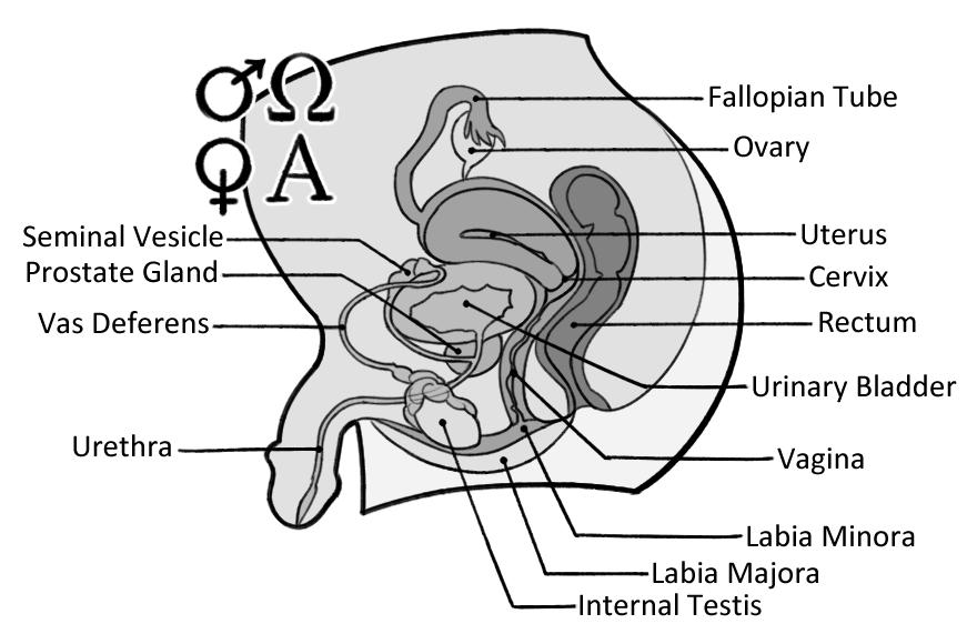 Is omega what female an The Omega