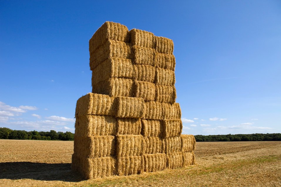 Get some nice meadow hay for your guinea pigs. Read my review on Pettex Hay. whathaytofeedyourguineapigs.com/pettex-hay-pro…