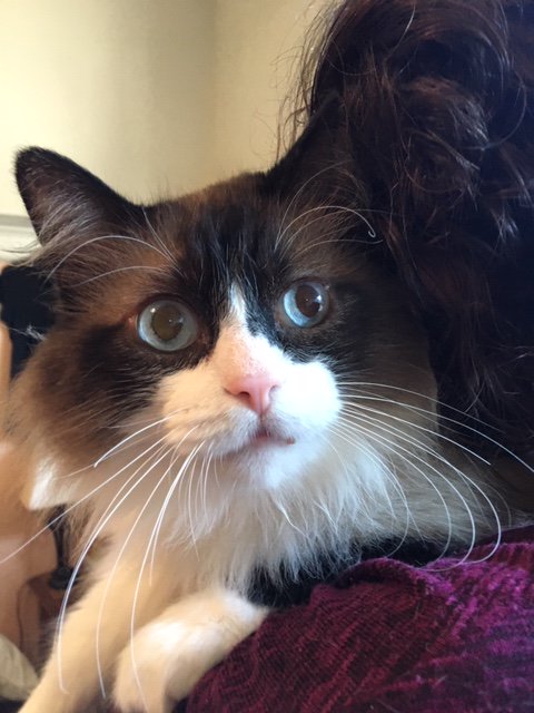 givemesheltersf's tweet photo. #FOSTERNEEDED - San Francisco - We need a San Francisco based foster for Newton where he can be the ONLY cat. He LOVES people. Can you foster Newton for us? CONTACT: maria@givemesheltersf.org
#Sfcats #Givemesheltersf #fiv #ragdoll #ragamuffin https://t.co/DAdxGqKyID