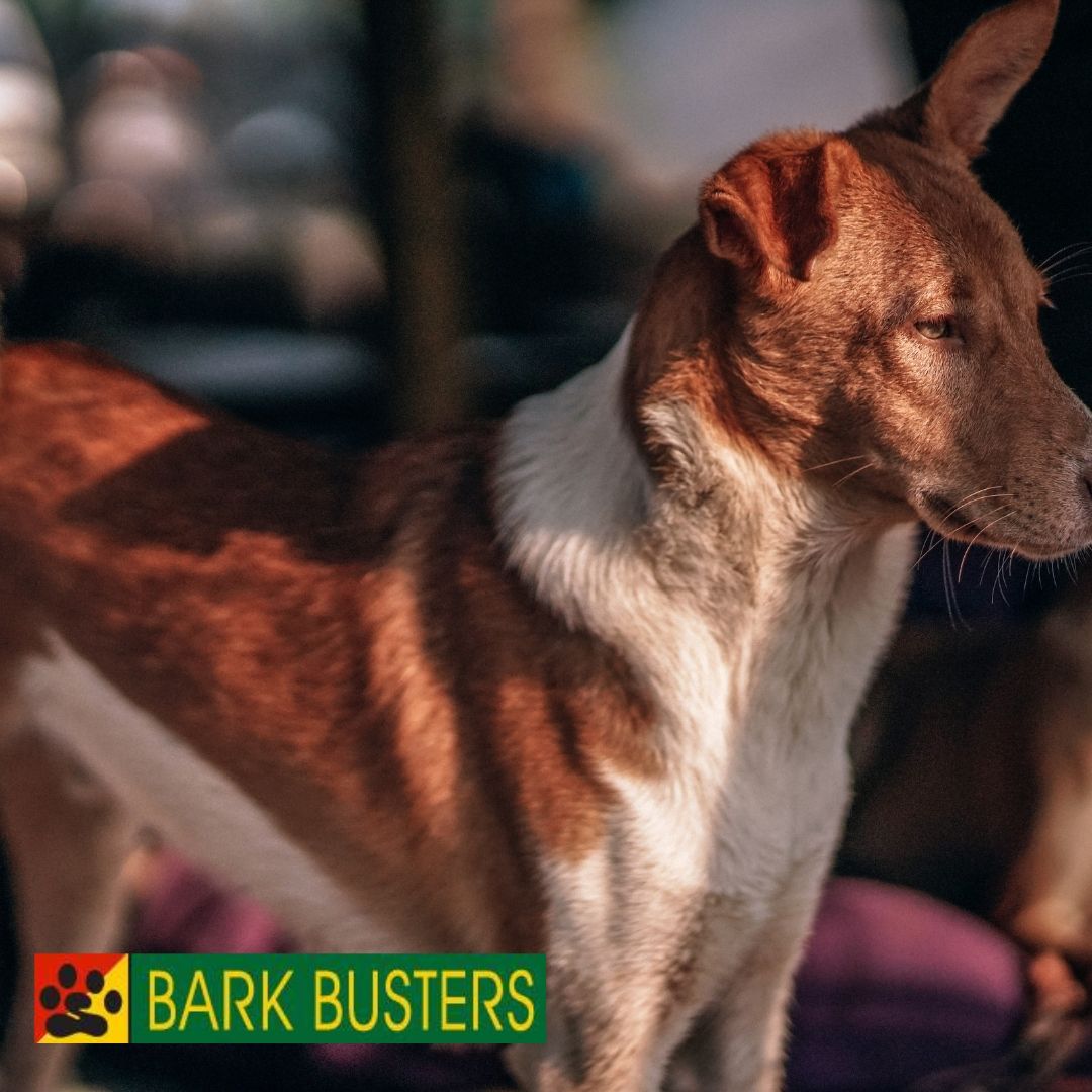 BarkBustersLNS's tweet photo. 👂Learn to listen to your dog:
If your dog appears to be uncomfortable meeting another dog, animal or person, don’t insist that he say hello. He’s telling you that he isn’t comfortable for a reason. Forcing the issue can often result in bigger problems down the line. https://t.co/or4Ra8lYel