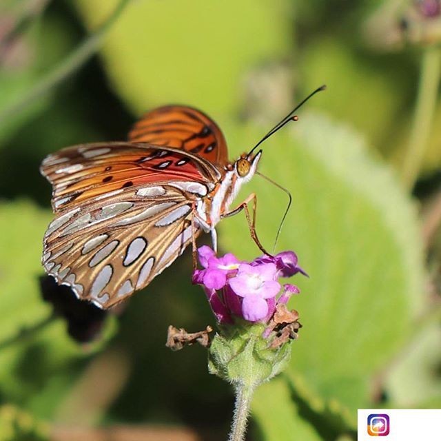Hello Weekend! You look as beautiful as this Garden resident and we can’t wait to welcome everyone to the grounds tomorrow and Sunday! We’re open from 9am-5pm both days with the last gate entry at 4:30 pm. 📷: <a href="/mcgivern/">Ryan</a>.tom
.
.
.
.
.
#SouthCoastBotani… ift.tt/2ZSX9Ni