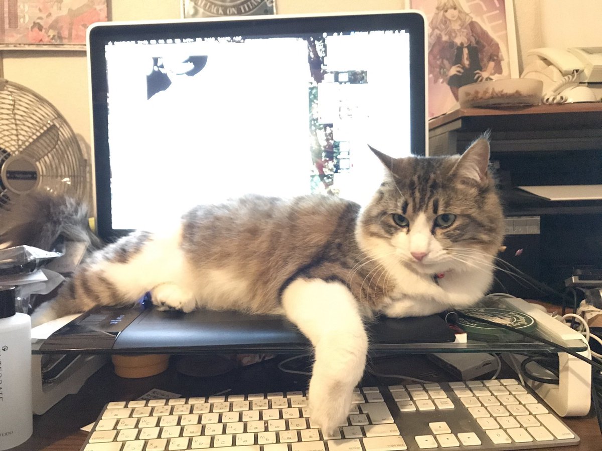 猫さんにキーボードを踏まれないように工夫してみた 期待を裏切らない結末に 猫がフィットする未来 Togetter