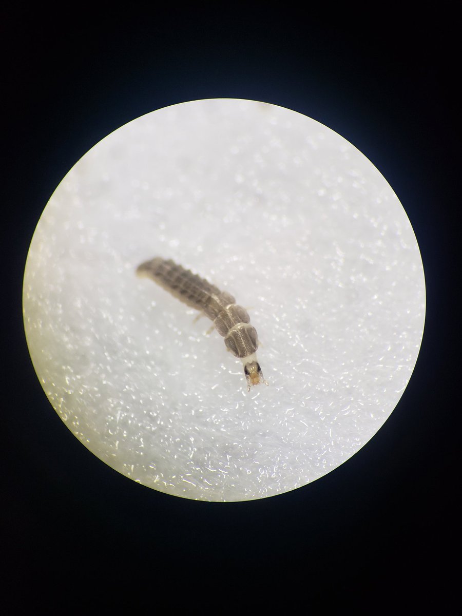 Happy birthday to this Photinus pyralis larvae that just hatched today!

#firefly #beetle #fireflymagic
