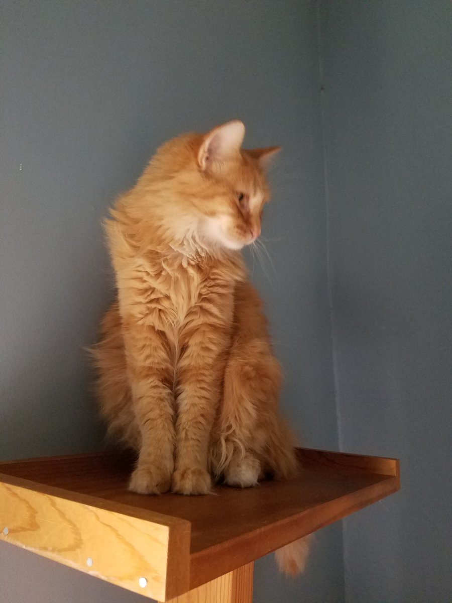 PMurdercat's tweet photo. It is not international cat day. It is international ME day. Mark it down for next year. #dailyprayers https://t.co/XdvFGFNNQr