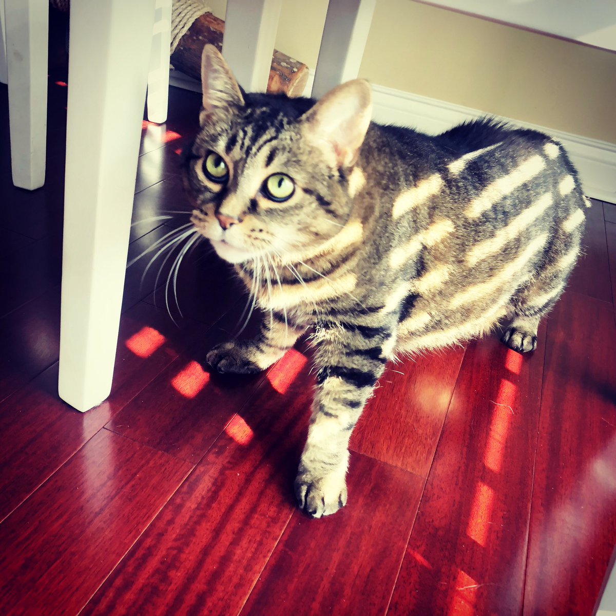 SamanthaShaffn2's tweet photo. I vote multipart! I use the MC widget for part A and the multiple selection widget for part B... usually asking students to identify a main idea 💡 and evidence ✅ #exchat #edulastic #purrfect #TEI #edchat oh and this is my princess 👑 say hello to Pebbles! #spotlightkitty💚 https://t.co/PICE1HUXpx