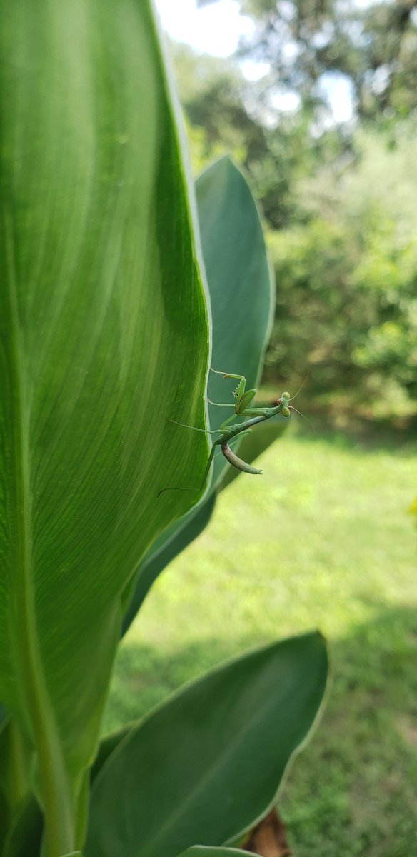 praying mantis 🌿

 #naturelovers #bugs #insects