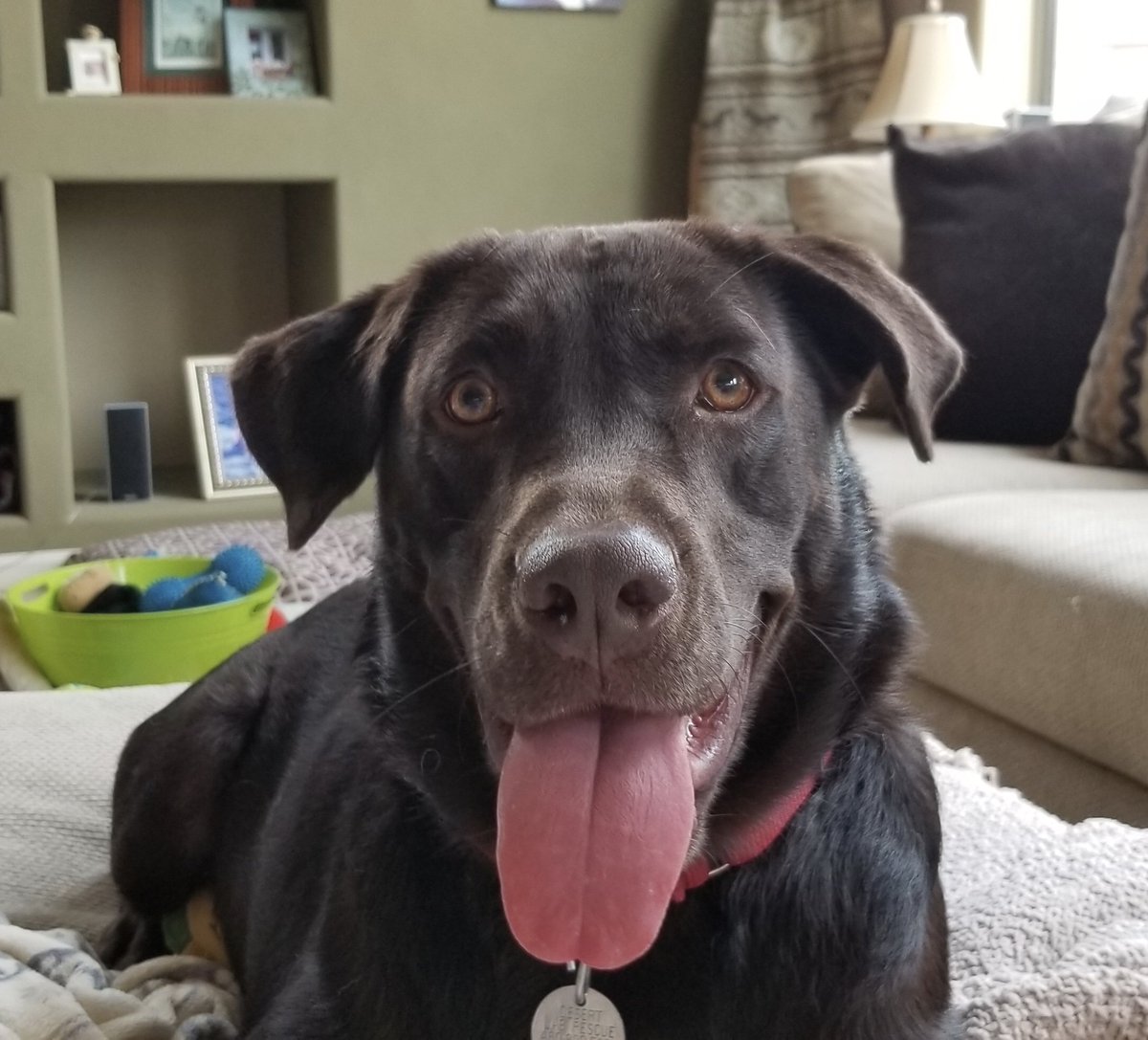 DLRR's tweet photo. Meet Kona! She’s a gorgeous 2 1/2 year old chocolate beauty who is looking for her forever family. Could that be you? #labsofaz #labsofinstagram #rescuelabs @DLRR #chocolatelab https://t.co/oVULbjDMQ5