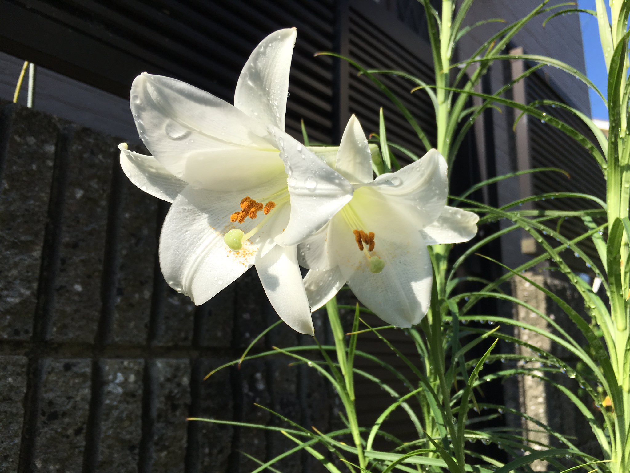 Hata687 百合の花がキレイに咲いていました 百合子とか小百合とか女の子の名前に使われるだけあって 優雅で綺麗な花ですね 花 百合 ユリ ゆり Flower Flowers Lily 白 白い花 植物 優雅 Elegant White キリトリセカイ ファインダー越し