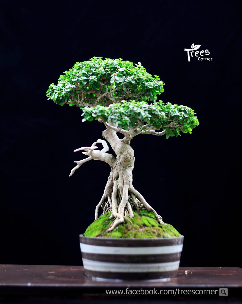 ConnersTree's tweet photo. เช้าวันฝนพรำ ต���นไม้สดชื่น คนก็สดชื่นครับ #บอนไซ #ไม้จิ๋ว #Bonsai #ของขวัญ #ของแต่งบ้าน #แต่งสวน #สวนสไตล์ญี่ปุ่น https://t.co/bqxJMuaGIP