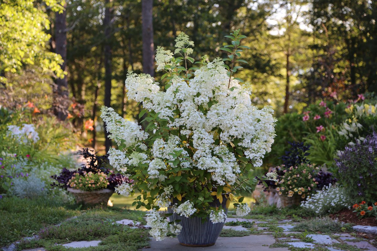 C.L. Fornari tweet media