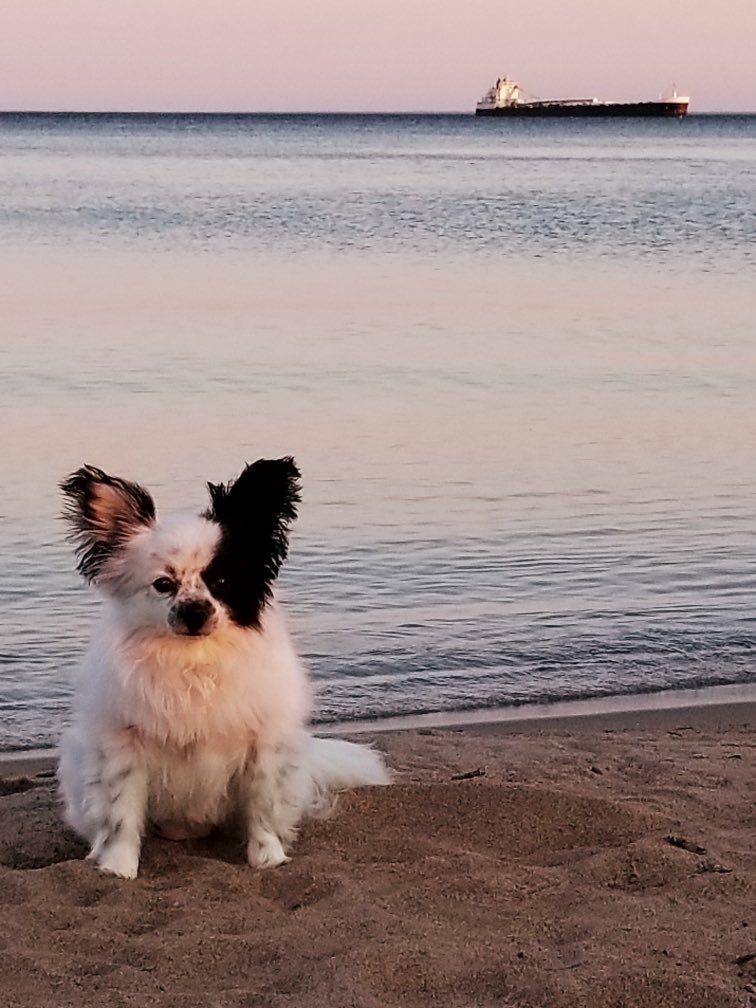 WallwinS's tweet photo. Well, this might be my all time favourite #FreighterFriday picture ever! #BoatnerdInTraining #DoesThisBoatMakeMyButtLookBig #AlgomaCentralMascot #LighthousePoint #Thessalon #LakeHuron #AlgomaBuffalo #Summer #Family #dogsofinstagram  #pappilion @algomacentral 📷:@Cher2468 https://t.co/xSZaer8YxF