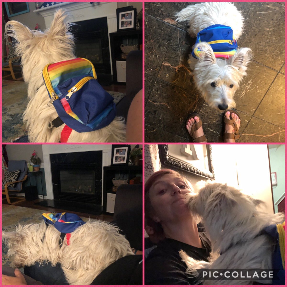 RimmerEdTech's tweet photo. Did a little school supply shopping tonight... even #ZoeBear got a backpack 😍😂🎒 👑 she OBVIOUSLY loves it. #backtoschool https://t.co/A4FthajFhm