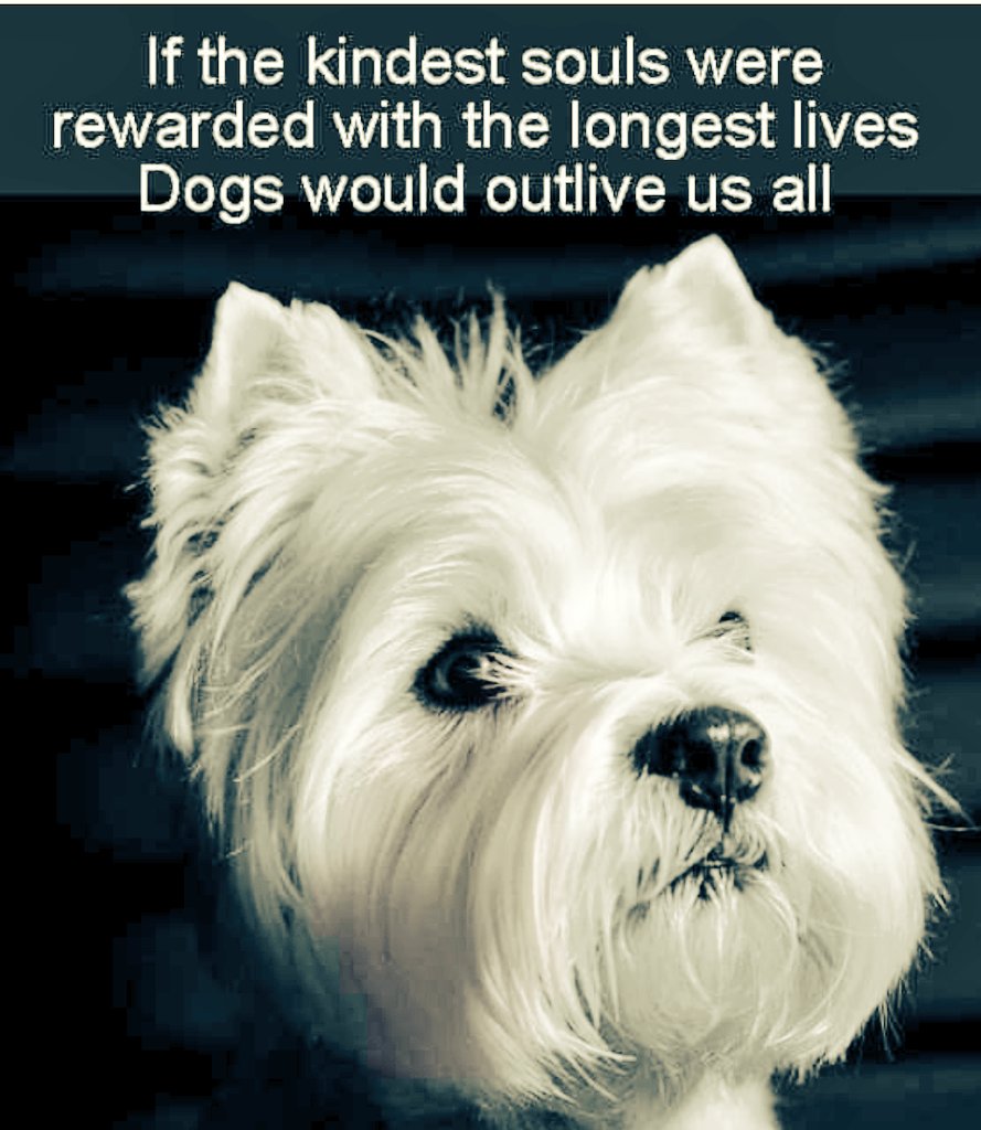 #mygirl #missmydog 🌈💔🌈