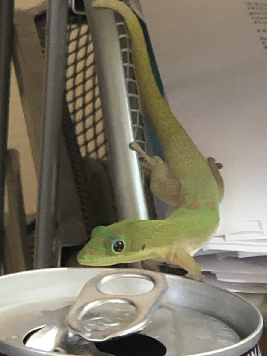 Mike Hursey (@mthurseyjr) on Twitter photo Meet Kyro. Our office superhero and bug exterminator. He also loves my organic energy drink. He never misses an opportunity. #SummerSurge2019 #SetTheBarHi #MauiMasterMinds #DiamondSuperHeroes <a href="/Foe_Shannon/">Shannon Rust</a> <a href="/SilveyAmanda/">Amanda Silvey</a> @ShannonLasVegas Meet Kyro. Our office superhero and bug exterminator. He also loves my organic energy drink. He never misses an opportunity. #SummerSurge2019 #SetTheBarHi #MauiMasterMinds #DiamondSuperHeroes <a href="/Foe_Shannon/">Shannon Rust</a> <a href="/SilveyAmanda/">Amanda Silvey</a> @ShannonLasVegas