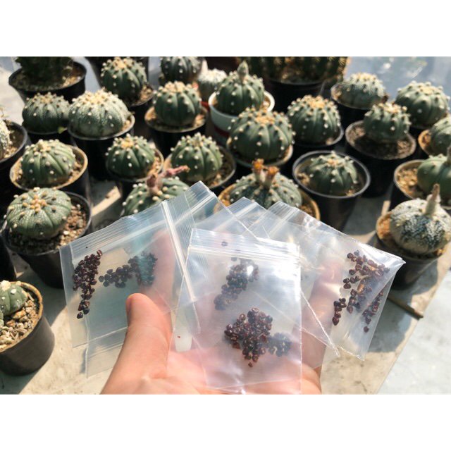 nanmulti's tweet image. ขาย เมล็ดกระบองเพชรแอสโทร 40 เมล็ด Cactus Astrophytum เก็บสดจากสวน ในราคา ฿60 ใน #ShopeeTH ตอนนี้! shopee.co.th/nanmulti/26370…