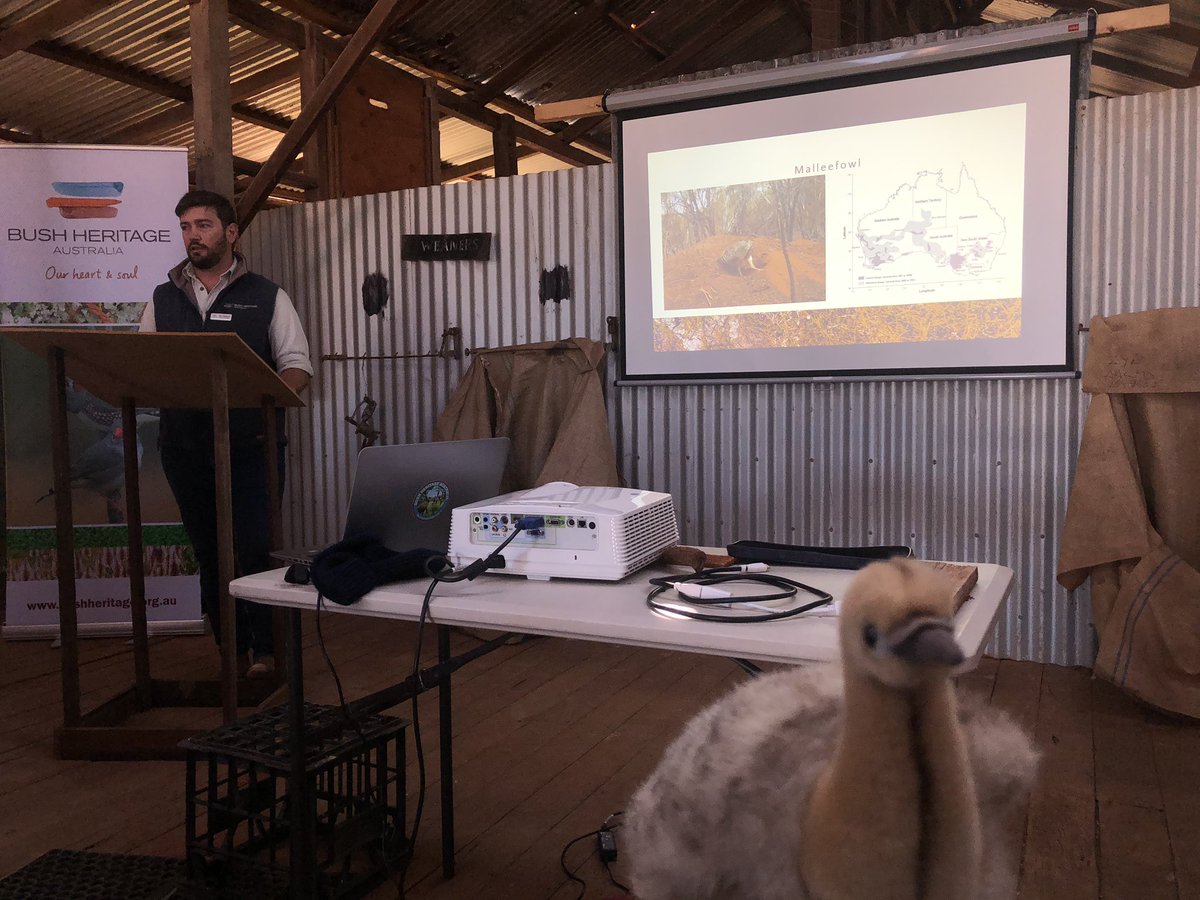 J_Stingemore's tweet photo. Lee is super excited to hear about the conservation work @BushHeritageAus is currently doing to help improve the trajectory of #Malleefowl across their Midwest Reserves - #HamelinScienceFair #ThreatenedSpecies #MalleefowlMascot https://t.co/uONgQEtMst