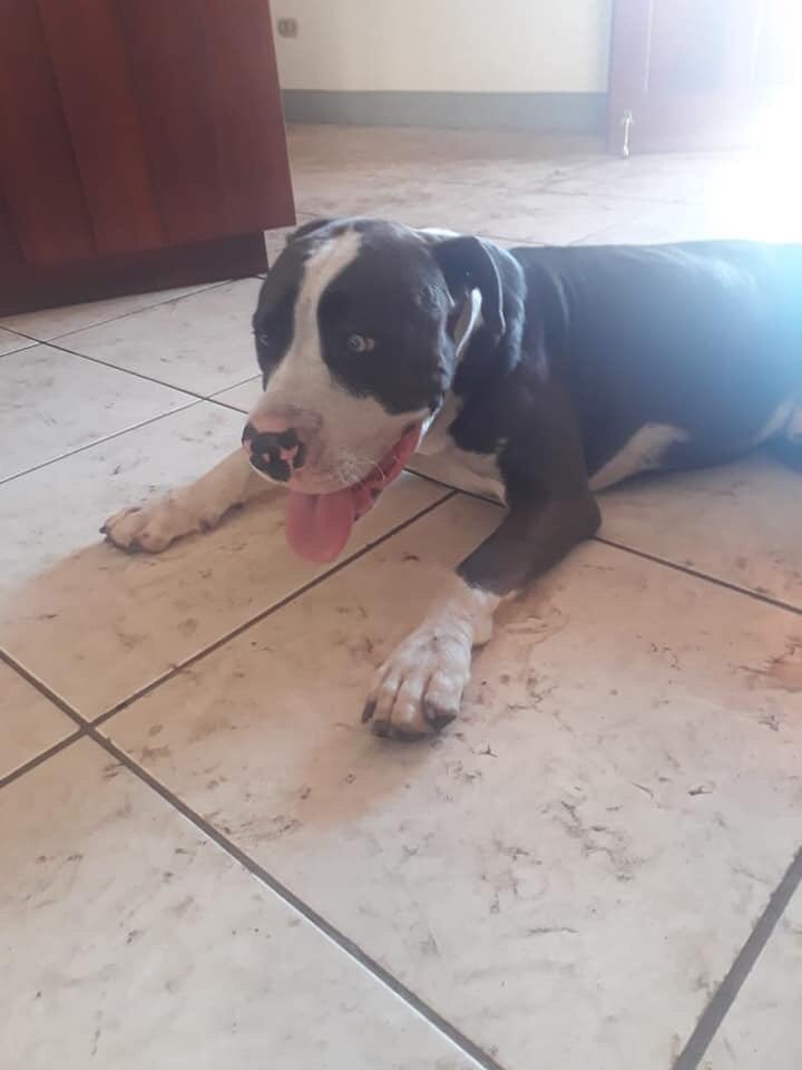 sosfirulai's tweet photo. 🆘🆘🆘🆘👇🏻👇🏻👇🏻👇🏻🆘🆘🆘🆘 FIRULAIS PERDIDOS!! se salieron de casa en el sector de calle nueva. Se llaman Winston y Leyla. Los dos están bajo tratamiento médico, te pido de tu ayuda para encontrarlos.
información al 88633675.
OFREZCO RECOMENPENSA 🙏 #SOSNICARAGUA #SOSFIRULAI https://t.co/wGQQdxmf1w
