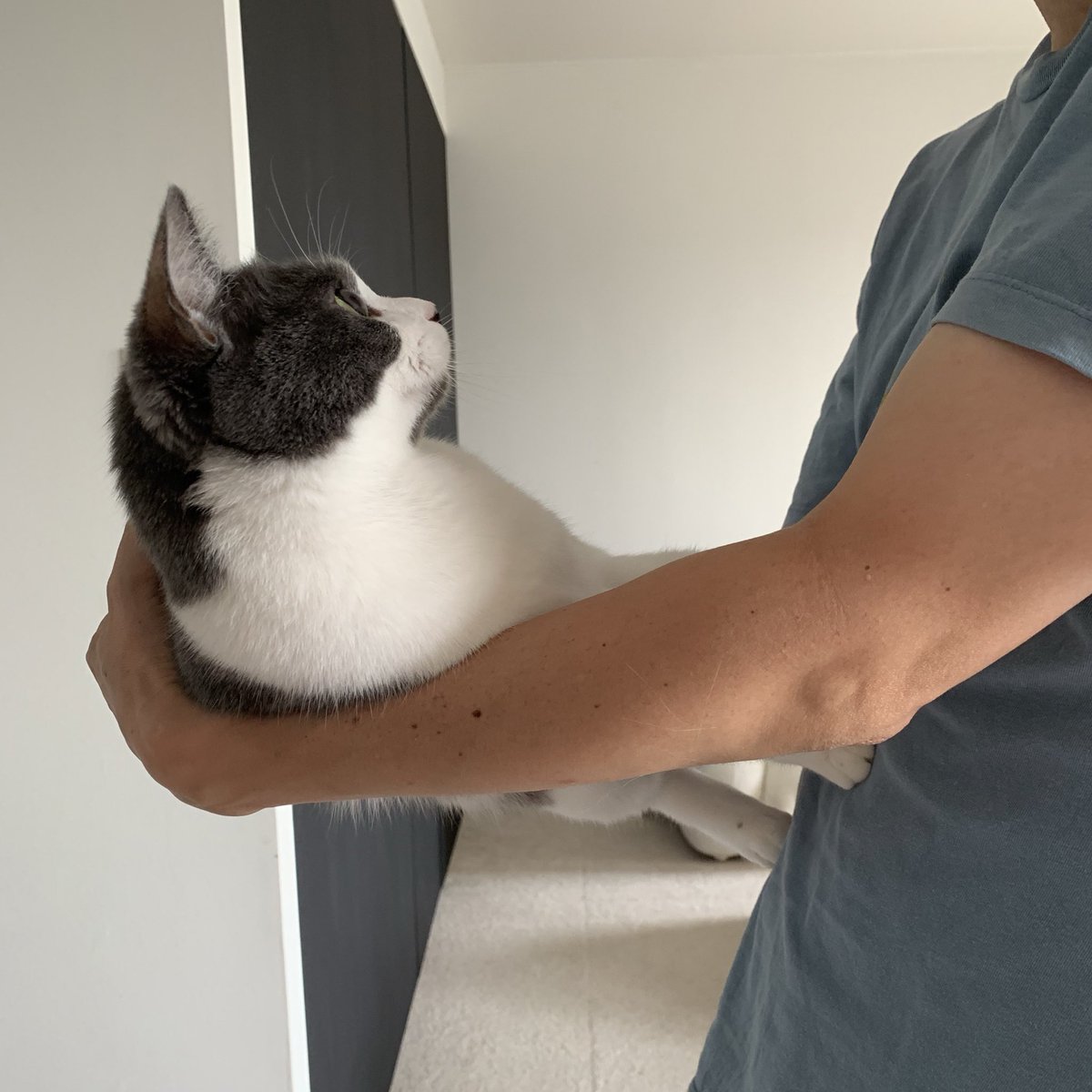 人間がお盆休みに入り 抱っこしてくるときの猫さんの反応があからさますぎる 目は口ほどに物を言う Togetter 人間がお盆休みに入り 抱っこしてくるときの猫さんの反応があからさますぎる 目は口ほどに物を言う Togetter