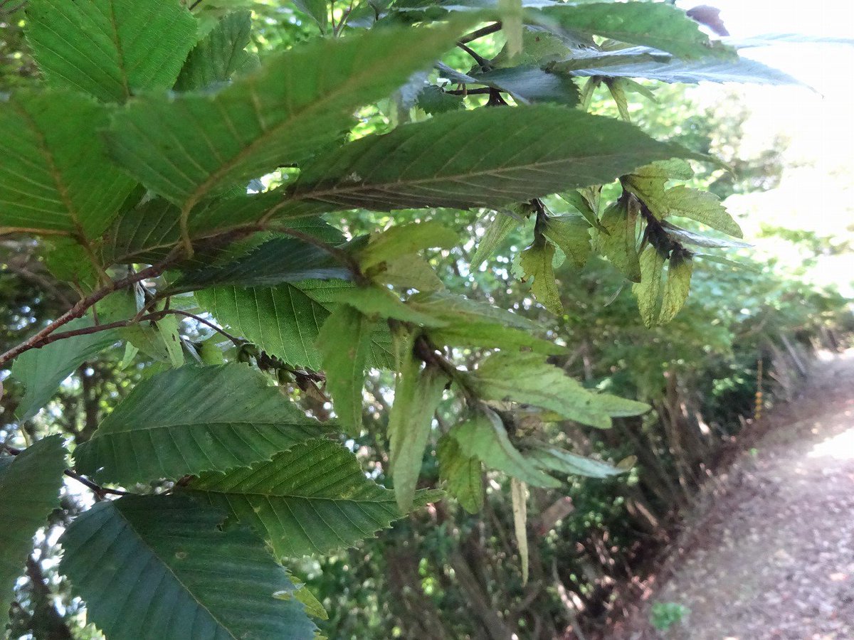 月灯り探歩 山登り イヌシデ イヌシデ 葉っぱみたいに見えるけど 果穂 半長卵形の葉状の果胞がややまばらにつく 鬼ヶ城にて T Co Pdtczk7zqr