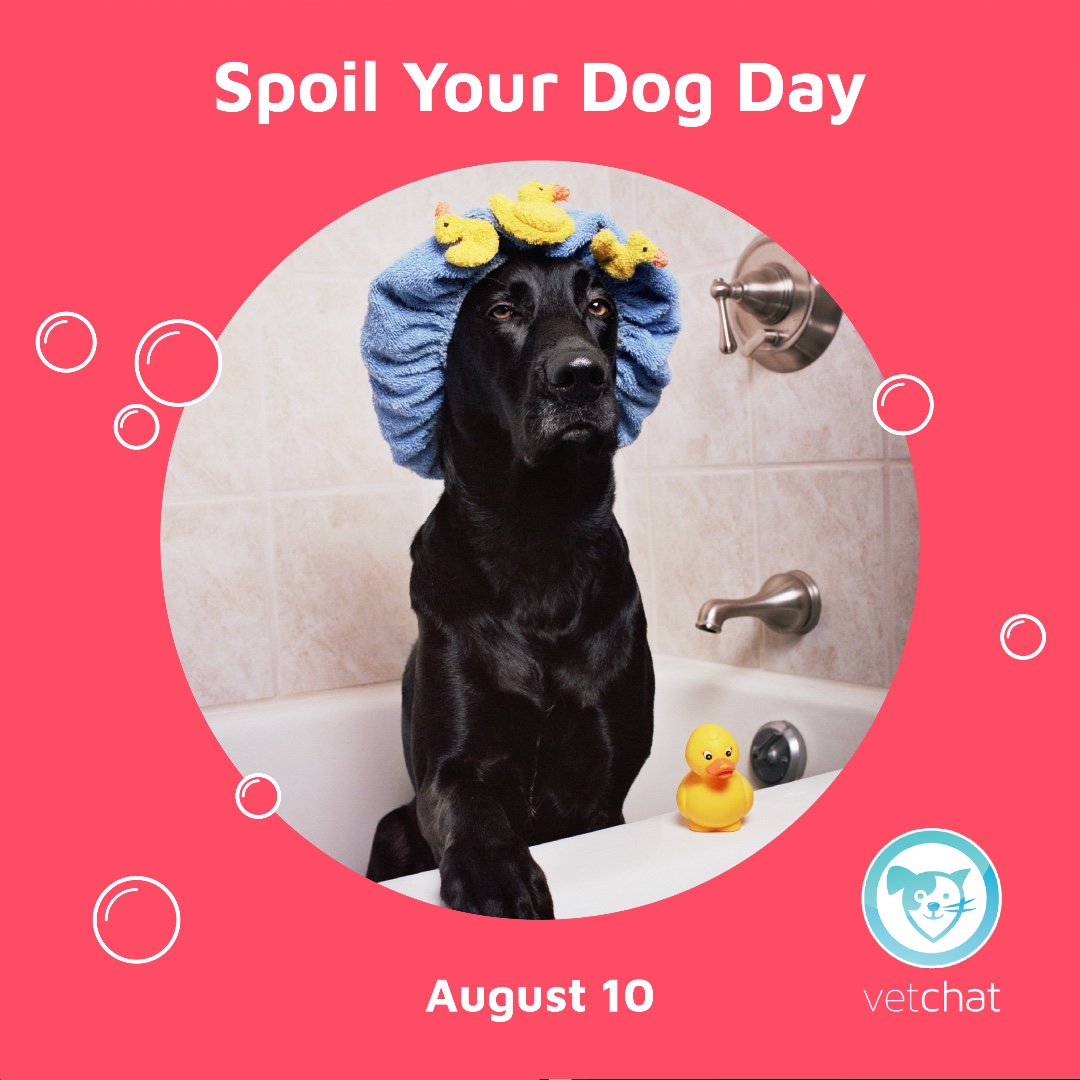 What’s your go to way of spoiling your dog? Treats? Doggy day spa? Unlimited walks? We would love to know your signature style of dog pampering! 🐕🛁🌳🍖
