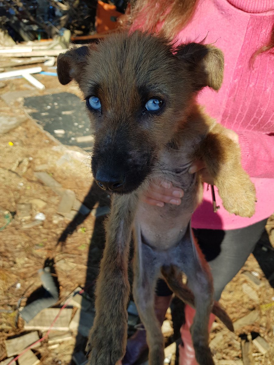 __AnahiSinS's tweet photo. NECESITO ALIMENTO PARA ELLOS Y PAGAR 5MIL DE TRANSPORTE Y 8MIL QUE QUEDÉ DEBIENDO DE UN BRAVECTO. ES URGENTE O MAÑANA NO PODRÉ VOLVER A IR. ESTOY SIN NIUNO 😣😭 https://t.co/DtrycieCyv