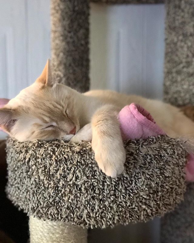 NikoandTed's tweet photo. Sleepiest boy around ❤️ -
-
-

#flamepoint #cats #catsofinstagram #of #siamese #cat #instagram #adoptdontshop #catstagram #flamepointsiamese #ilovemycat #meow #kitten #pet #himalayancat #ragdoll #sleepycat #instacat #rescue #catlife #blueeyes #world #per… https://t.co/oMmhbeIQBX https://t.co/4Rl9CK3aKk