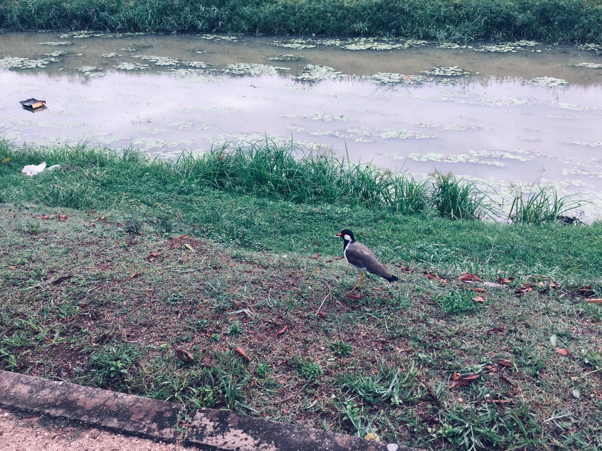 sodagune's tweet photo. ඊයෙ රෑ බඩට ගහපු කැලරි බෝම්බෙ නස්ටාවශේශ පුච්චගන්න පාන්දරම ඇවිද්ද. පාඩු නෑ පාන්දරම වැඩට බැහැපු මෙයාල ටික කැප්චර් කරගන්න ලැබුන එකත් මදැයි
#morningvibes https://t.co/Ewhk6yv1qa