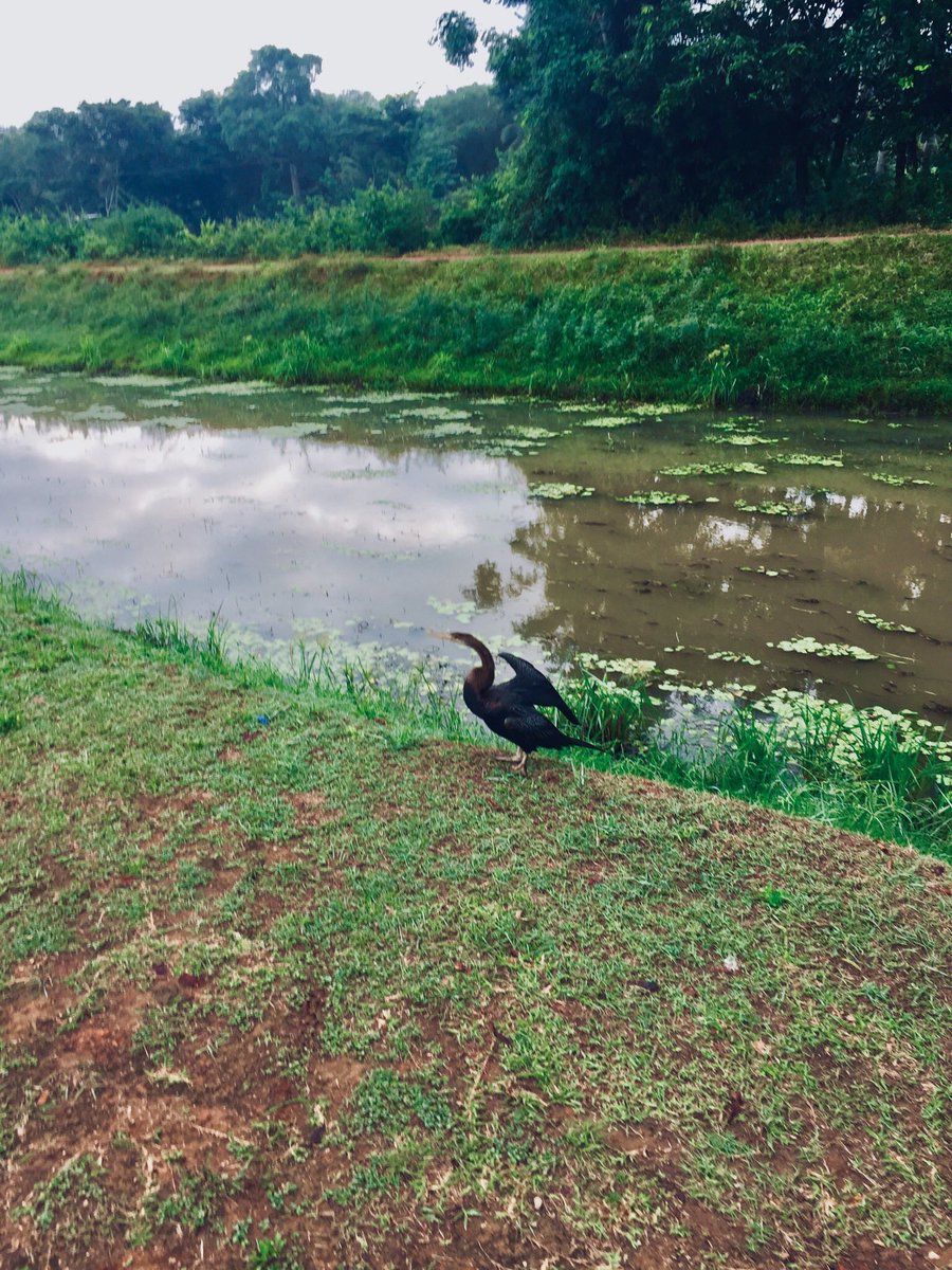 sodagune's tweet photo. ඊයෙ රෑ බඩට ගහපු කැලරි බෝම්බෙ නස්ටාවශේශ පුච්චගන්න පාන්දරම ඇවිද්ද. පාඩු නෑ පාන්දරම වැඩට බැහැපු මෙයාල ටික කැප්චර් කරගන්න ලැබුන එකත් මදැයි
#morningvibes https://t.co/Ewhk6yv1qa