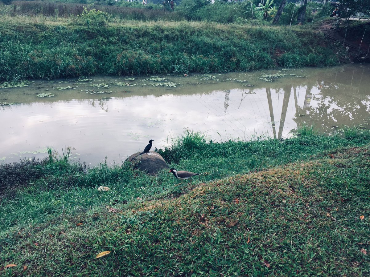 sodagune's tweet photo. ඊයෙ රෑ බඩට ගහපු කැලරි බෝම්බෙ නස්ටාවශේශ පුච්චගන්න පාන්දරම ඇවිද්ද. පාඩු නෑ පාන්දරම වැඩට බැහැපු මෙයාල ටික කැප්චර් කරගන්න ලැබුන එකත් මදැයි
#morningvibes https://t.co/Ewhk6yv1qa