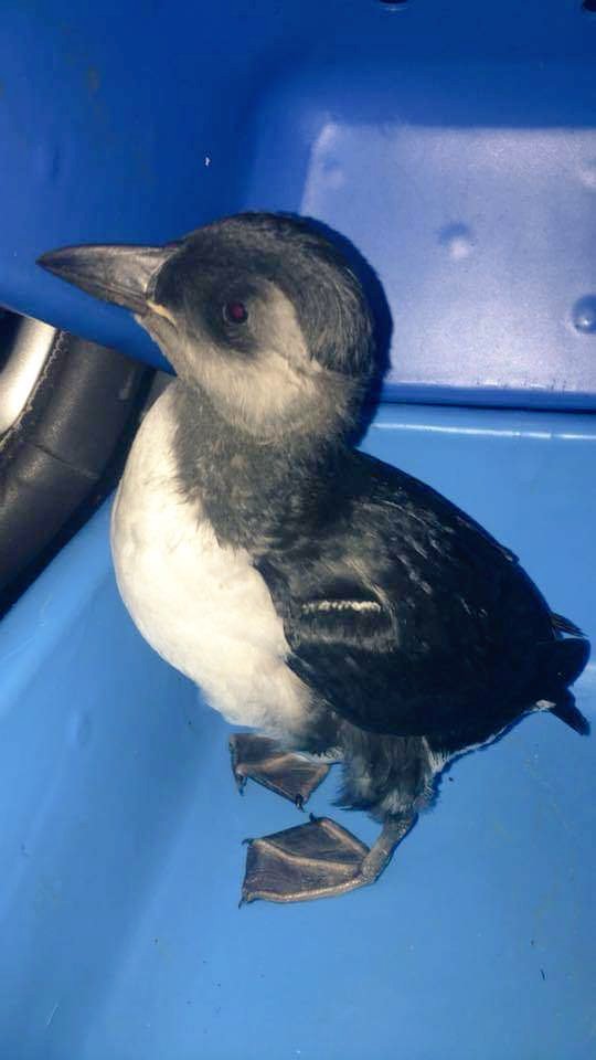 cpawsnl's tweet photo. Pufflings fledge their burrows during the month of August however some are attracted to artificial lighting. Turn off unnecessary lighting! Check out https://t.co/yLXkPbbvhm to learn other mitigation techniques to help reduce light attractions #puffinpatrol #lightattraction https://t.co/HbUUot1k3o