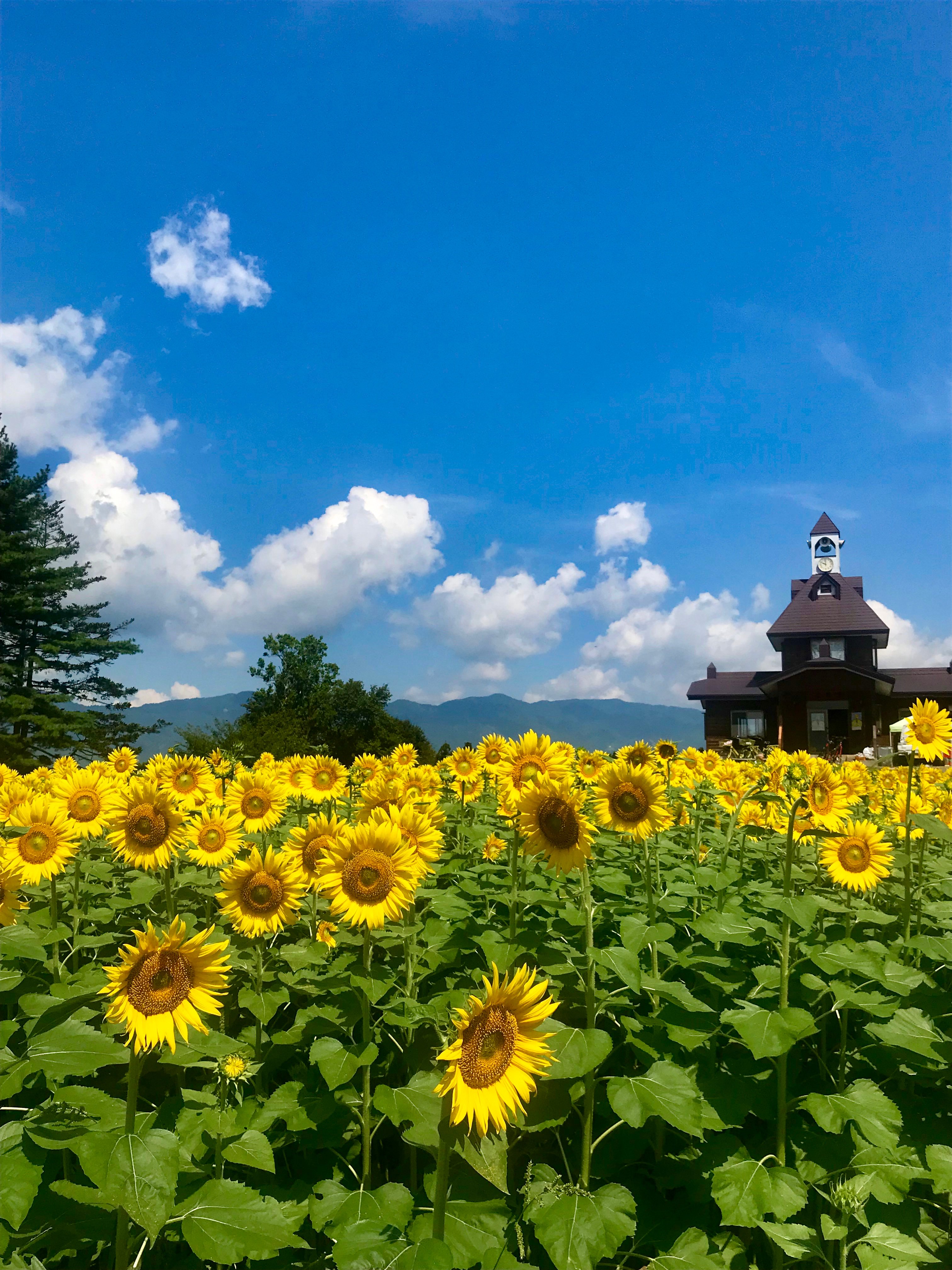 信州いいやま観光局 公式 8 10 菜の花公園のひまわり 飯山高校の甲子園の感動が冷めやらず ですが 菜の花公園の ひまわり の開花状況をおしらせします 太陽に向かって見事に咲いてくれました うーん 最高 お盆くらいまで お楽しみいただけ