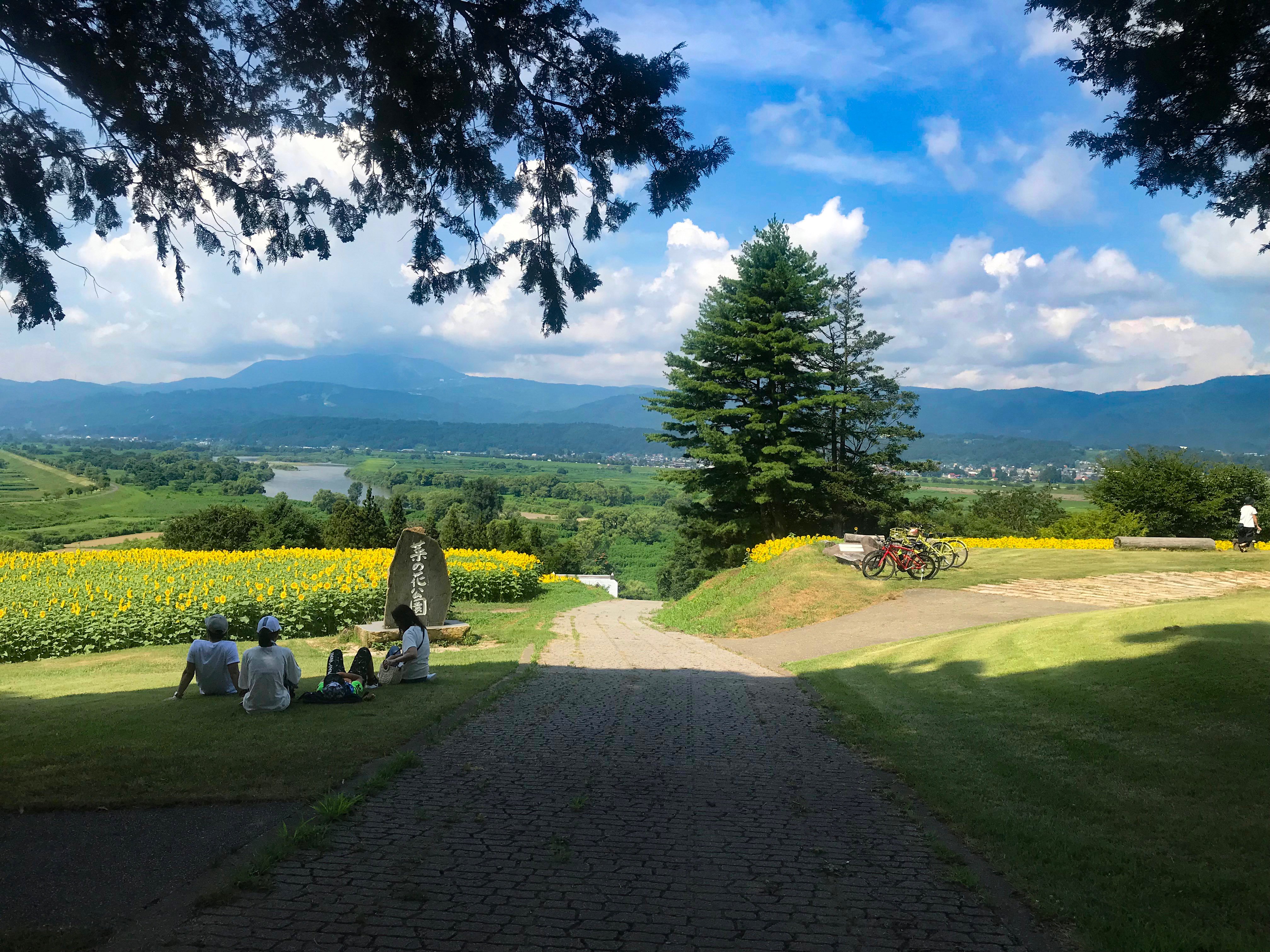 Twitter 上的 信州いいやま観光局 公式 8 10 菜の花公園のひまわり 飯山高校の甲子園の感動が冷めやらず ですが 菜の花公園の ひまわり の開花状況をおしらせします 太陽に向かって見事に咲いてくれました うーん 最高 お盆くらいまで お楽しみ