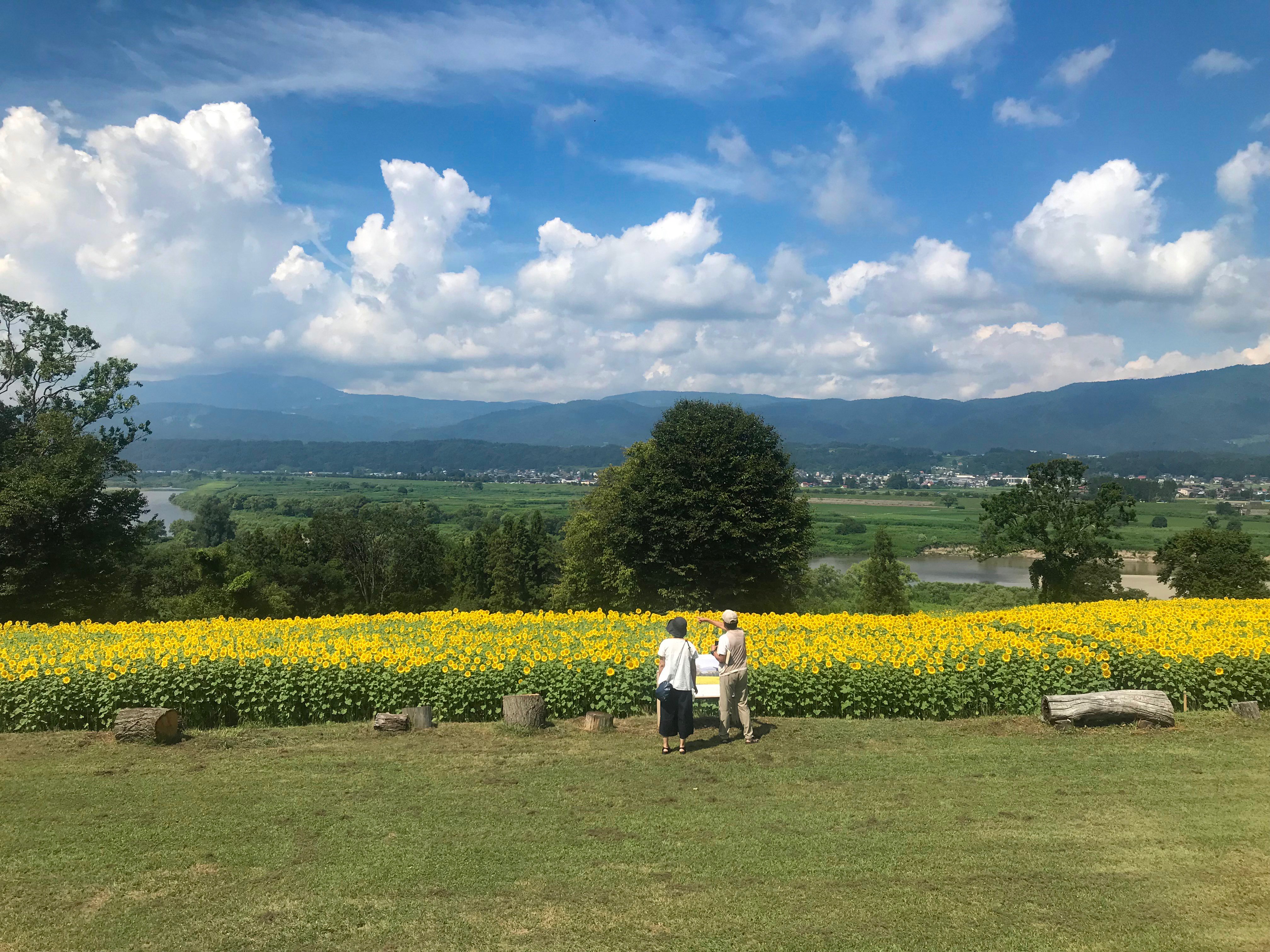 信州いいやま観光局 公式 8 10 菜の花公園のひまわり 飯山高校の甲子園の感動が冷めやらず ですが 菜の花公園のひまわり の開花状況をおしらせします 太陽に向かって見事に咲いてくれました うーん 最高 お盆くらいまで お楽しみいただけ